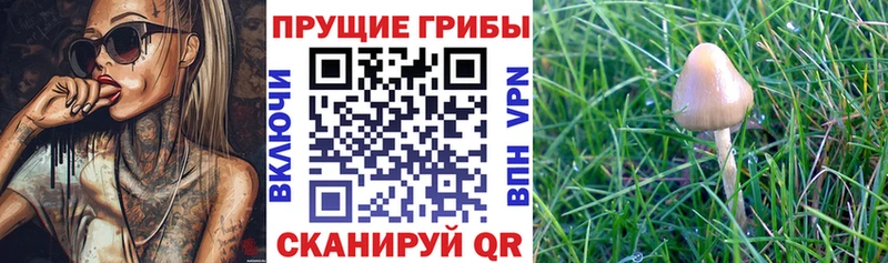 Псилоцибиновые грибы мицелий  магазин  наркотиков  Богородицк 